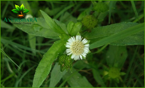 bhringraj